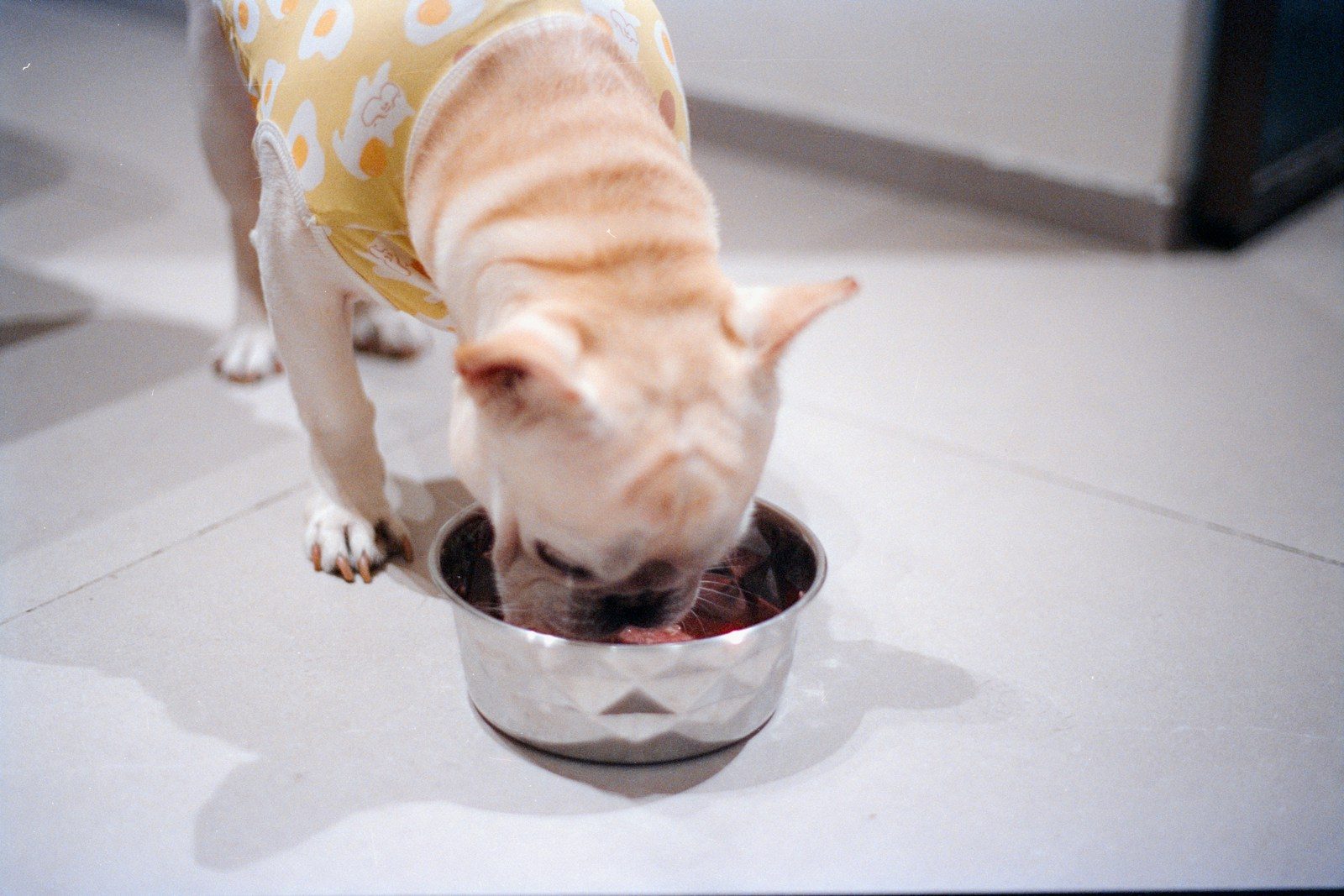 Why your pet’s bowl might be making them sick without you realizing it