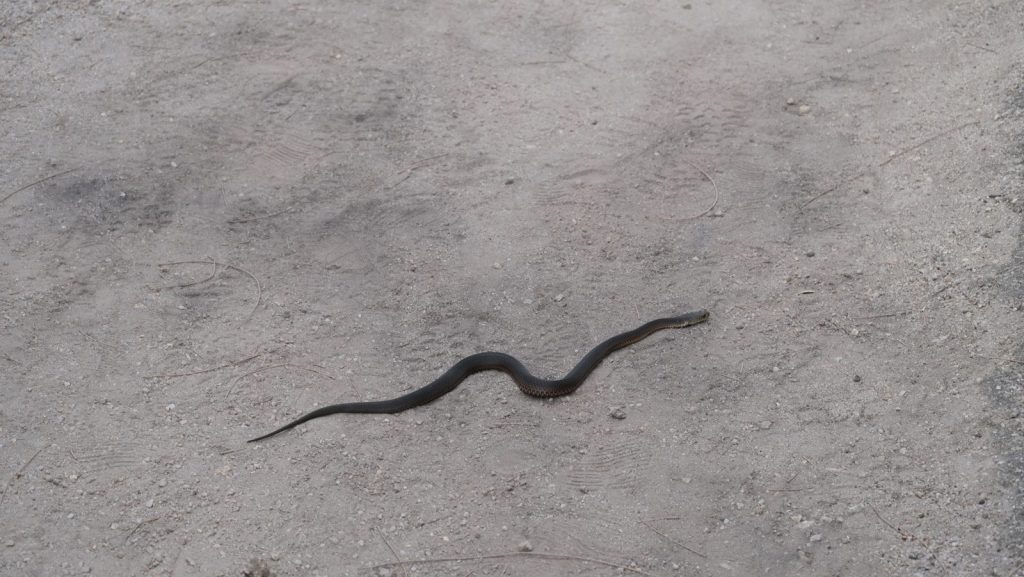 A snake that is laying on the ground