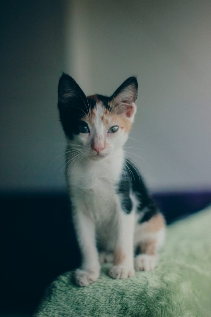 a small kitten sitting on top of a green blanket