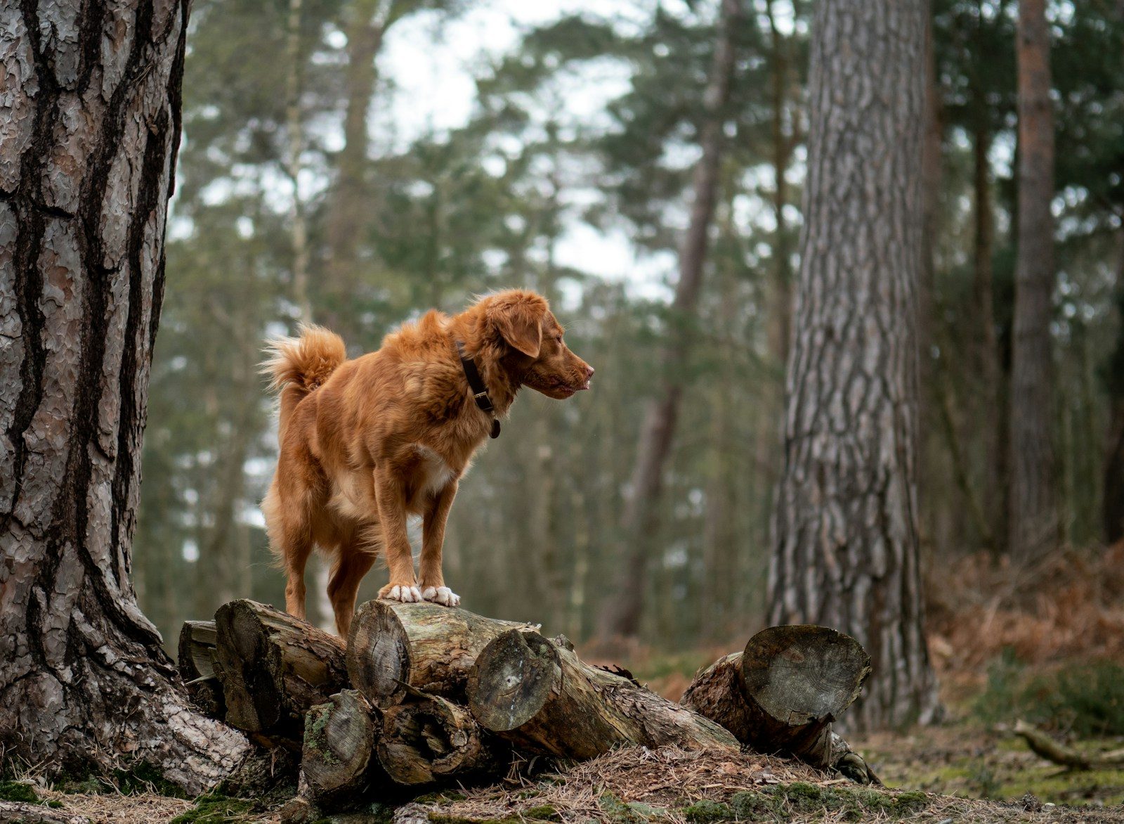 An abandoned dog tied to a tree in the forest waits for a second chance