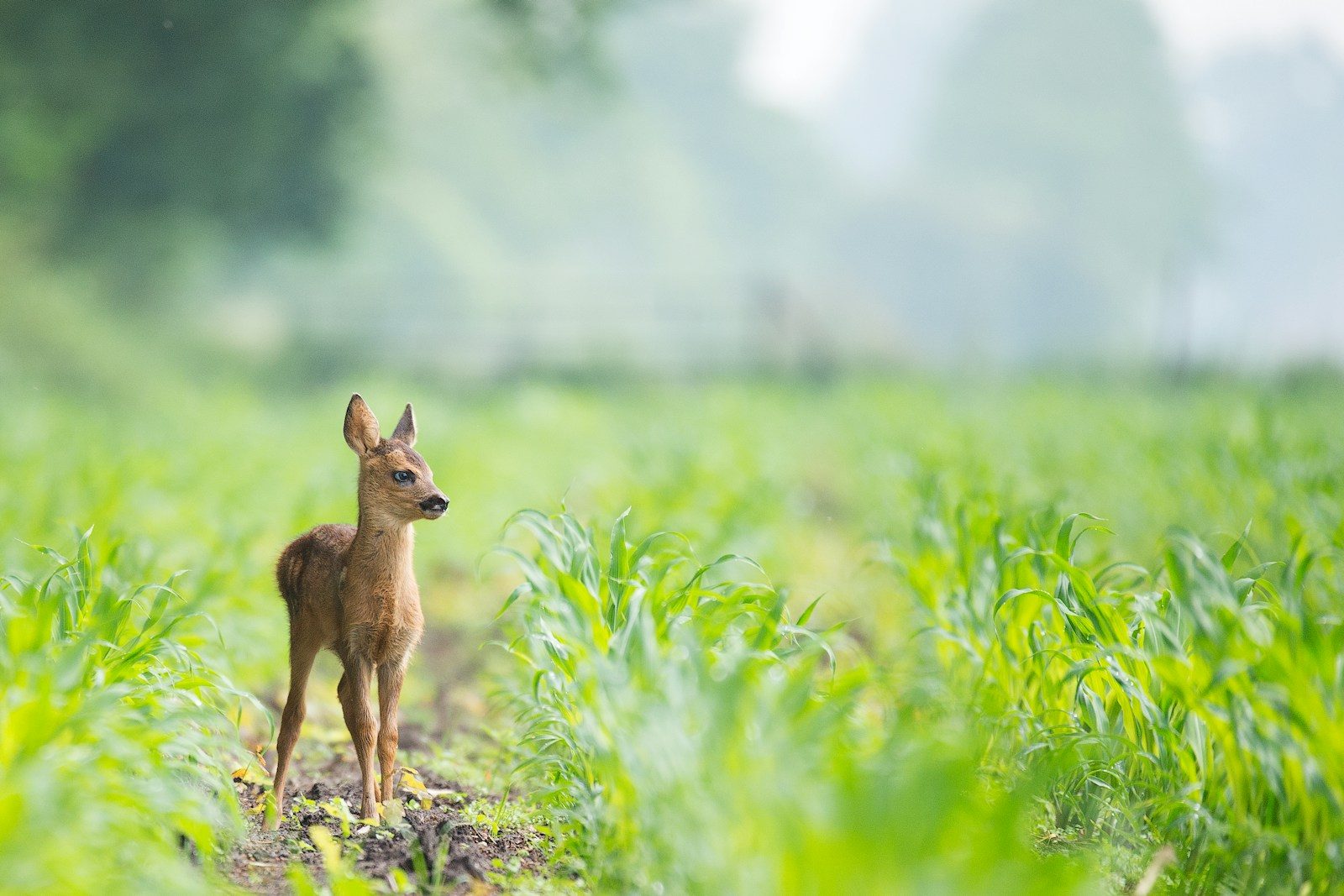 Abandoned baby deer rescued just in time after struggling to survive