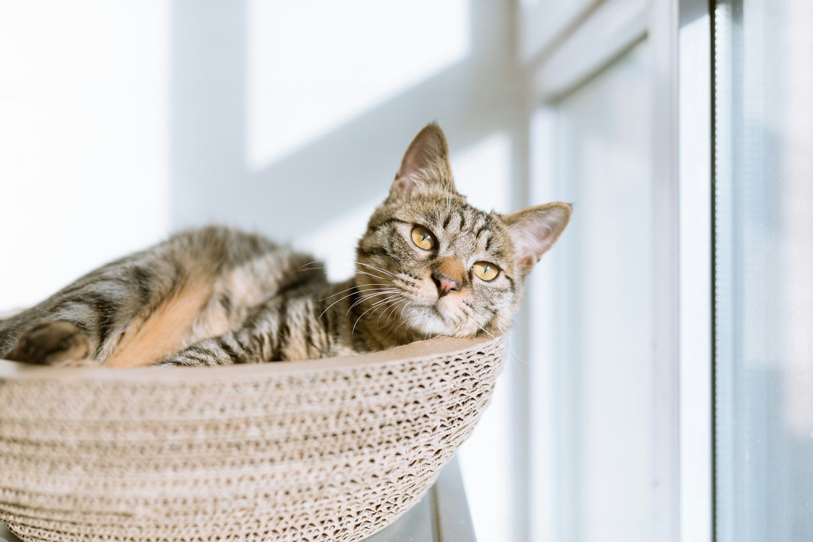 What your cat secretly thinks every time you touch its litter box