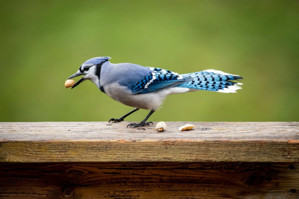 a bird with a nut in its mouth