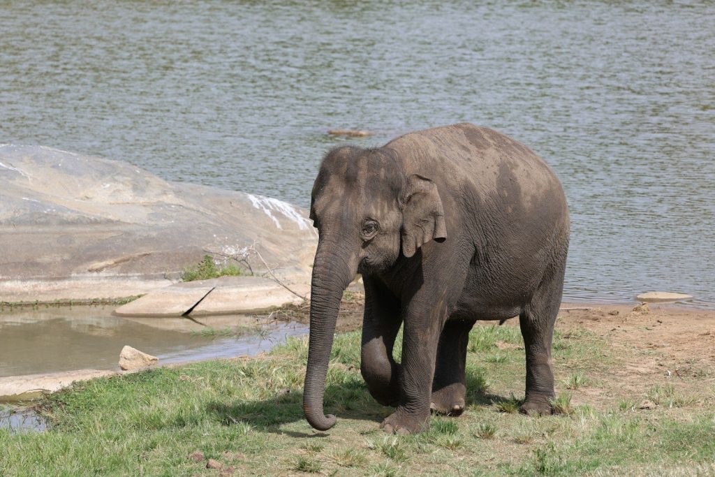 an elephant standing in front of a body of water