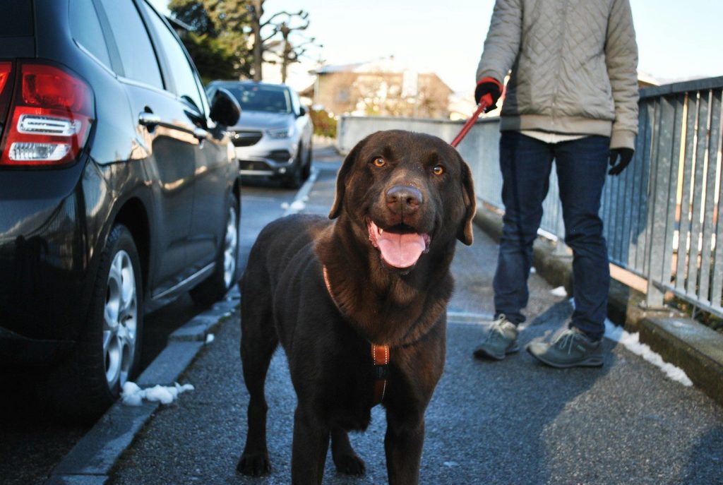 black labrador retriever on road during daytime