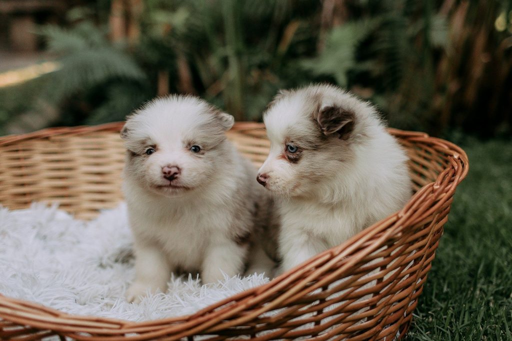 Two fluffy puppies sit in a woven basket.