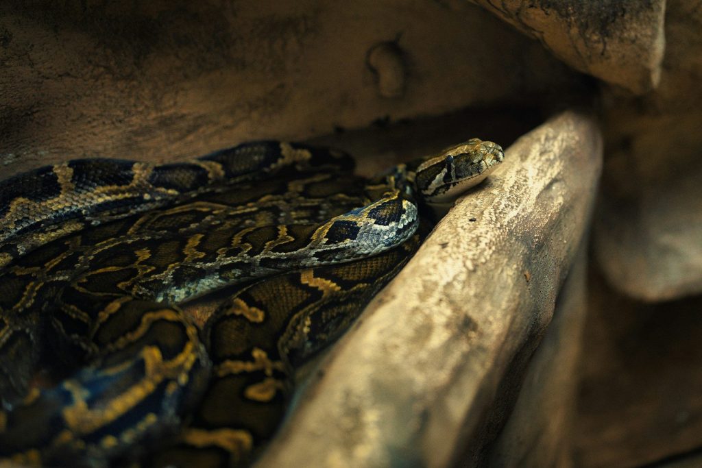 Two pythons coiled together on a branch.