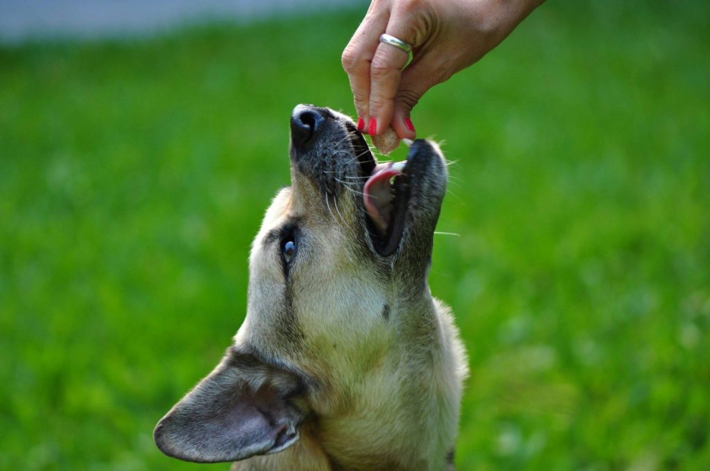 a person feeding a dog a piece of food