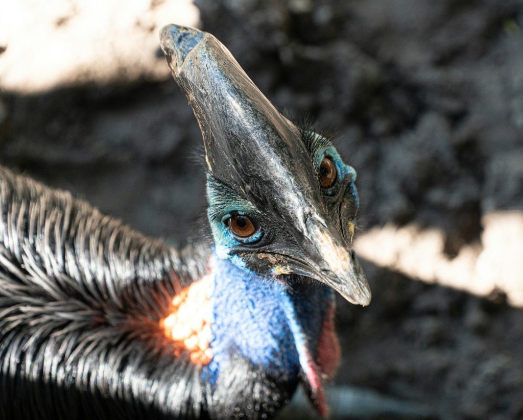 a close up of a bird with a blurry background