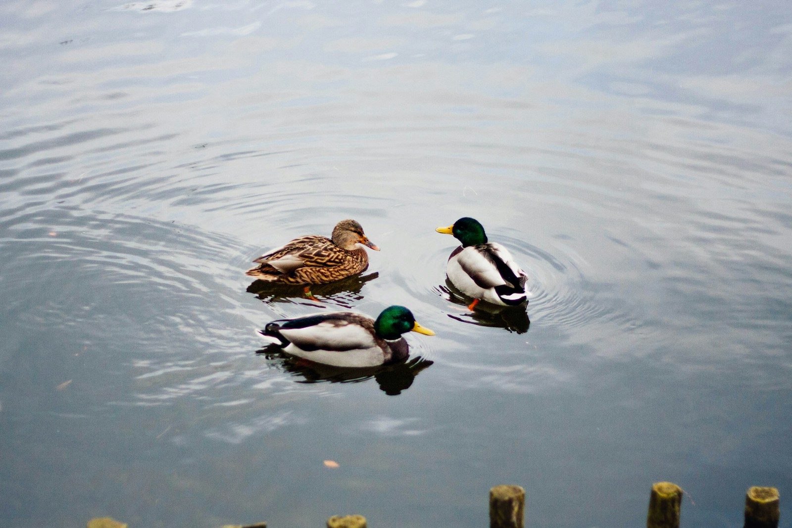 Dead ducks spark Reflecting Pool investigation