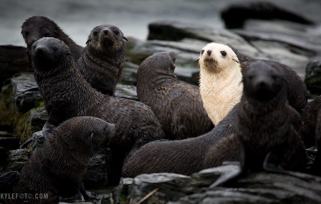 Seven seal rescues in one day reveal the devastating impact of ocean plastic
