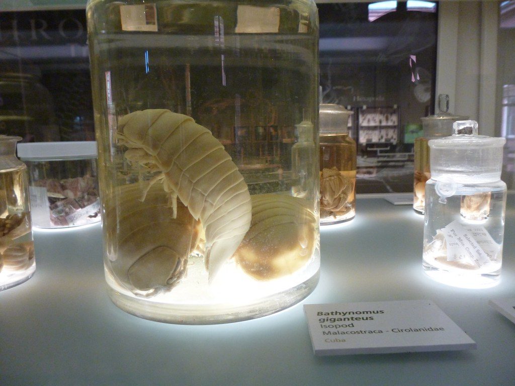 Why this giant sea bug is getting so much attention