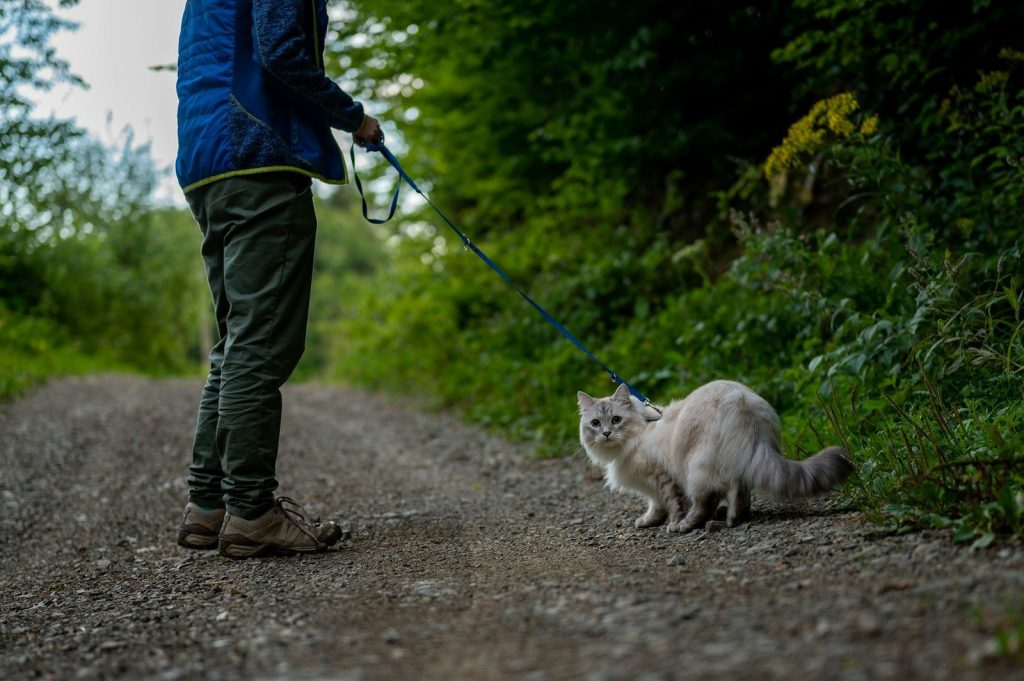 a person walking a cat on a leash