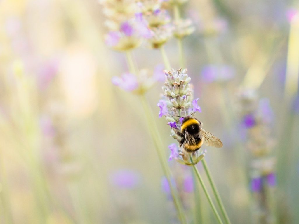 a bum is sitting on a lavender flower