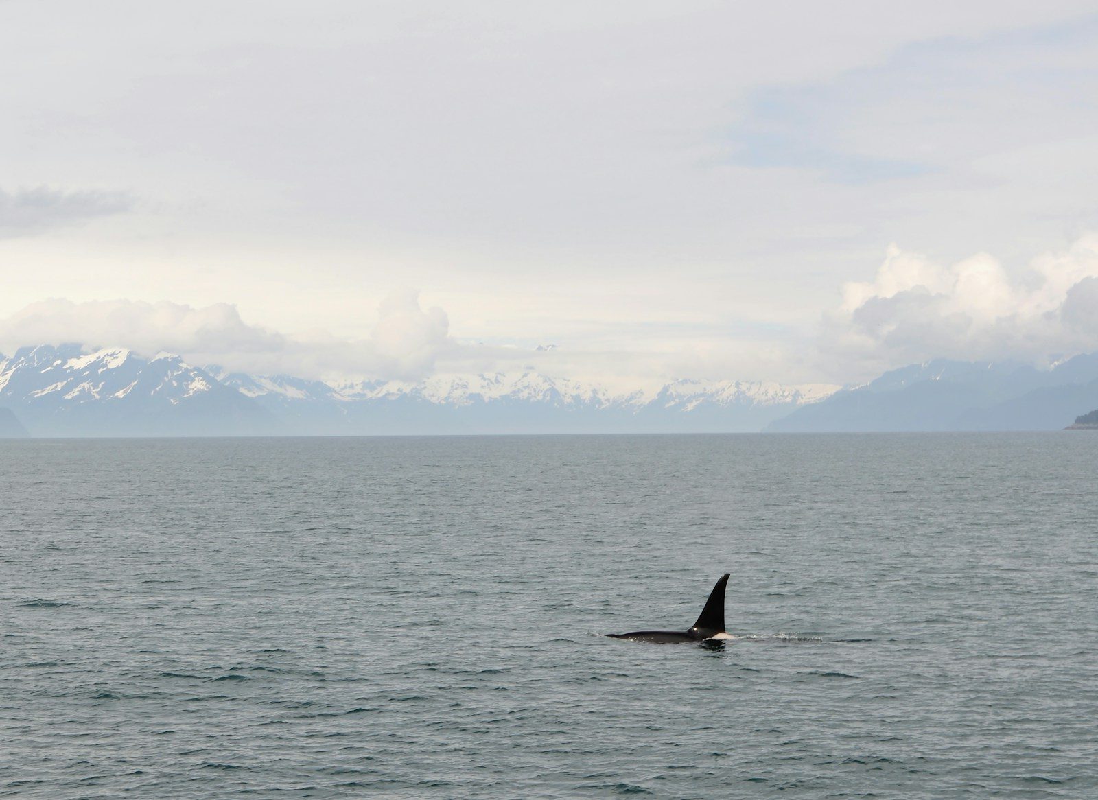 An orca swims in the ocean near snow-capped mountains.