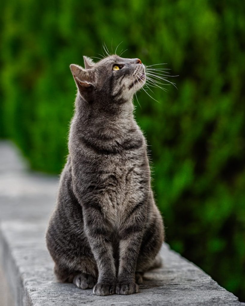 A cat sitting on a ledge looking up