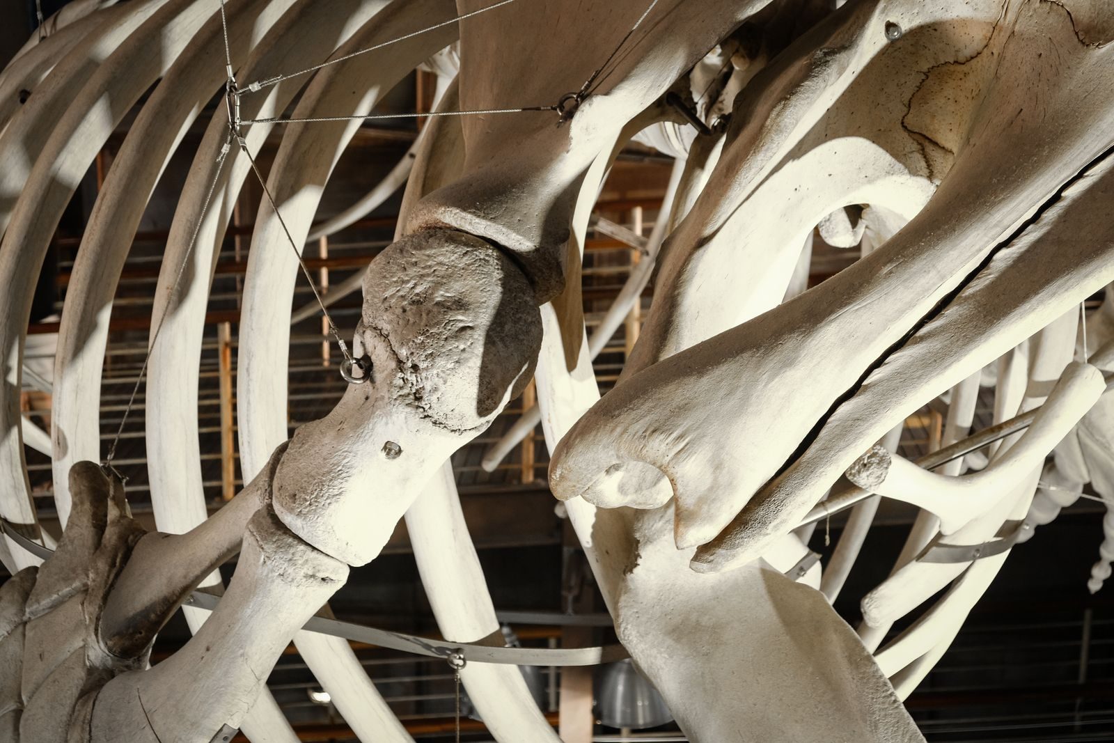 Detailed close-up view of whale skeleton bones on display in a museum exhibit.