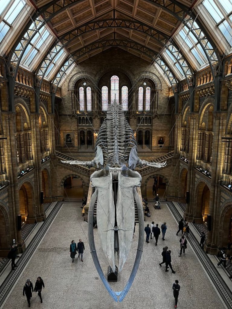 Explore the stunning atrium featuring a large whale skeleton display and historic architecture.