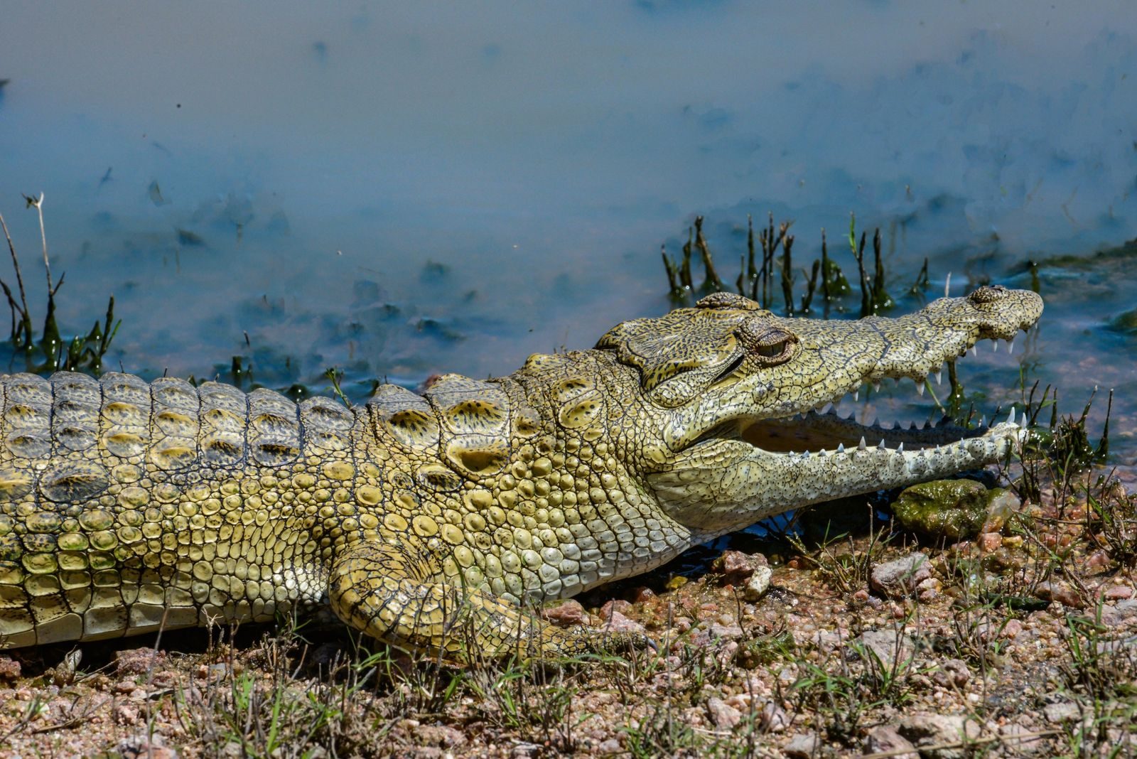 The crocodile blamed for hundreds of terrifying attacks
