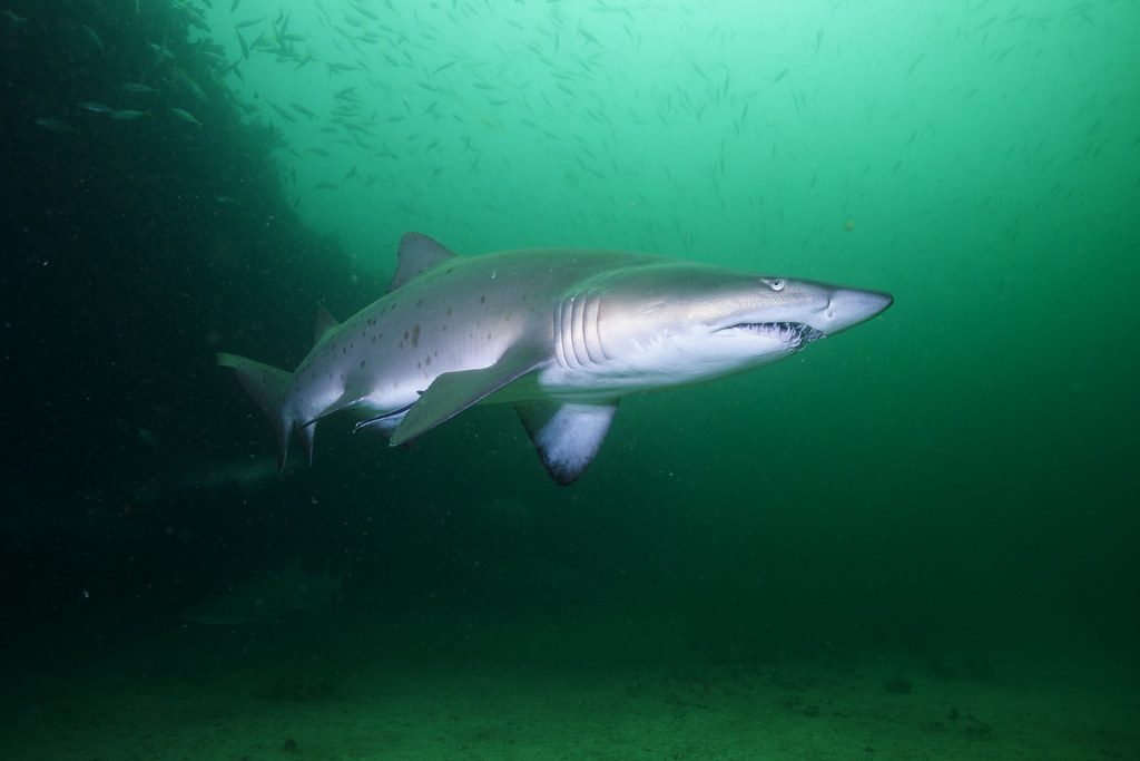 Gray Nurse Shark