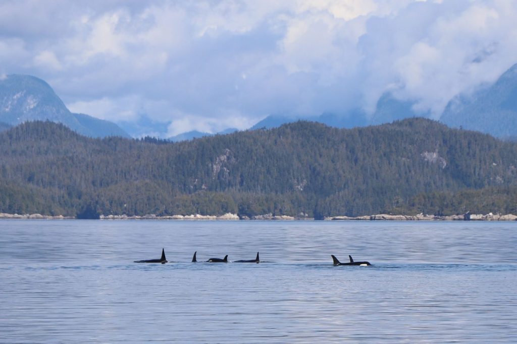 A serene group of orcas gliding through the calm waters of Telegraph Cove, BC.
