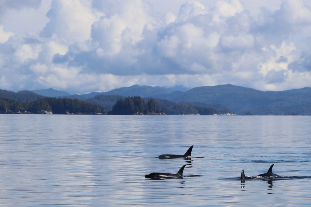 A serene view of orcas swimming in Telegraph Cove, BC, with scenic mountainous background.