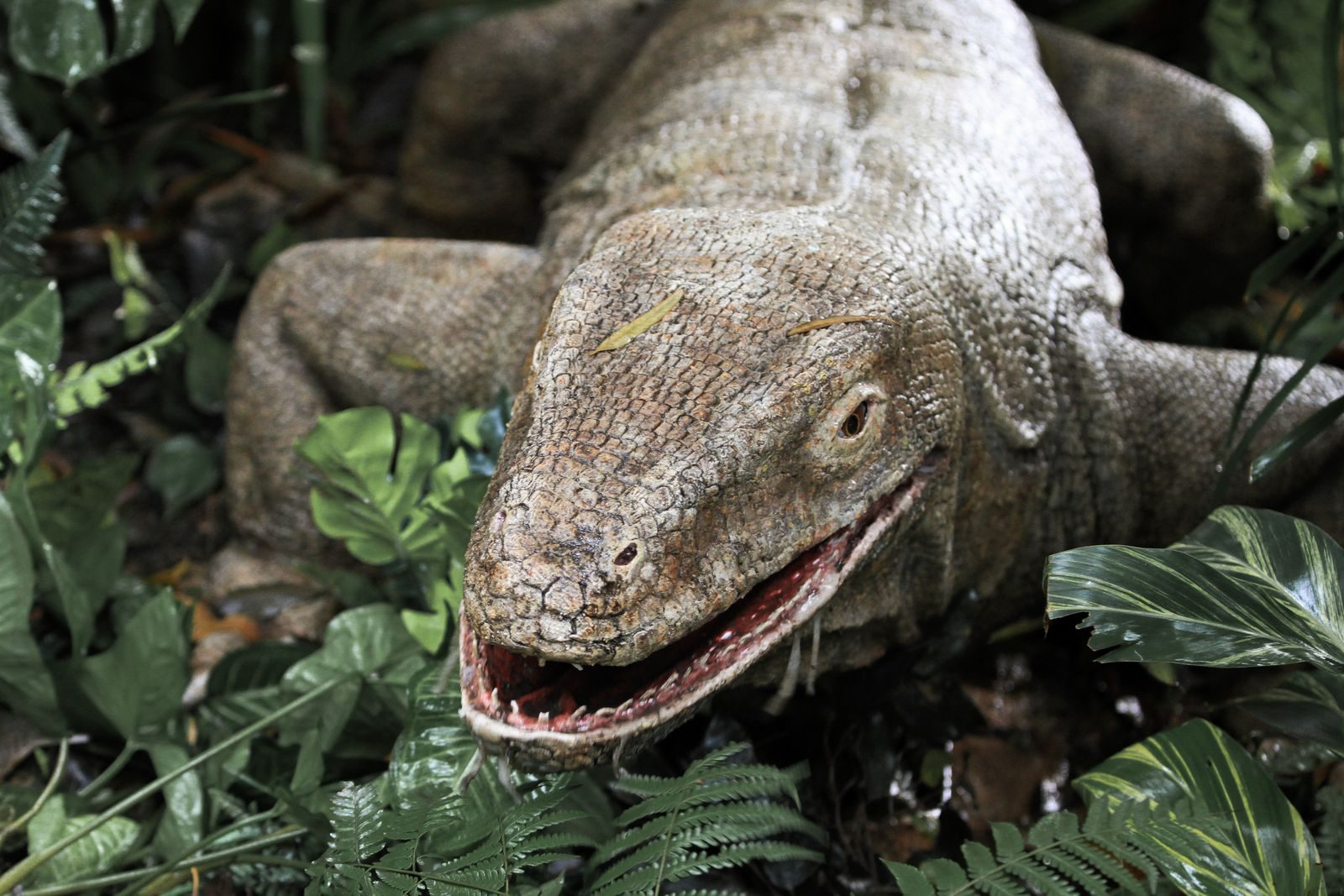How one Komodo dragon bite can bring down giant prey