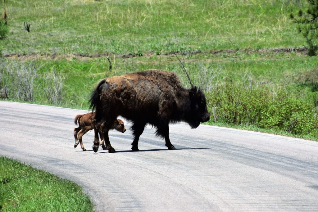 A bison and its calf cross a rural road in South Dakota during spring, surrounded by lush green countryside.