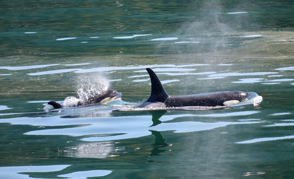 Captivating view of orcas swimming in the clear waters of Juneau, Alaska.