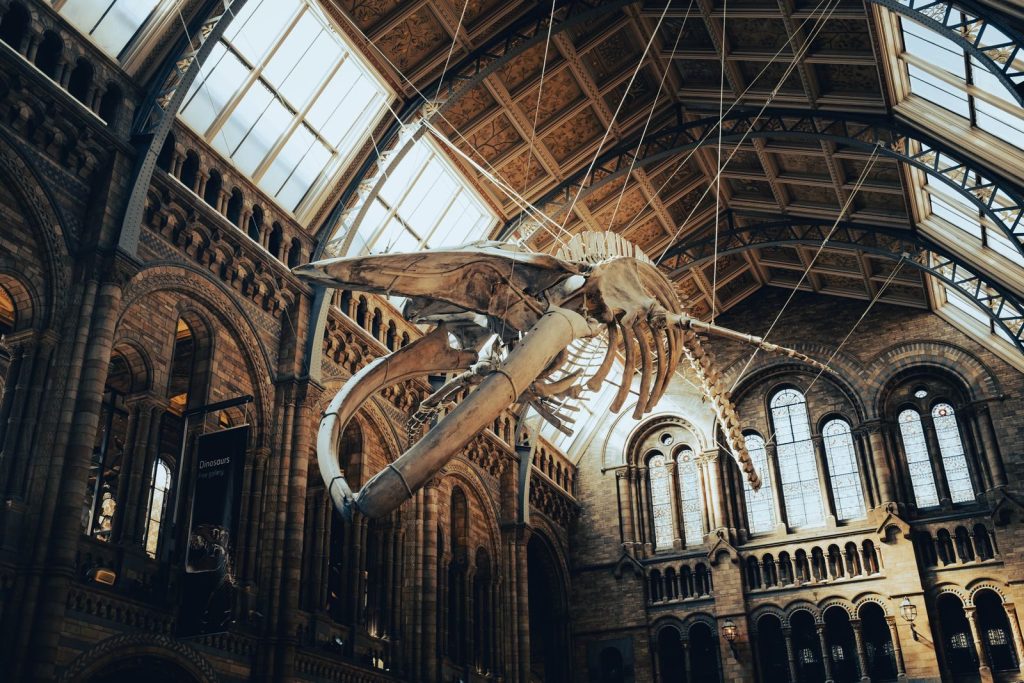 A stunning whale skeleton suspended inside the grand interior of the Natural History Museum in London.