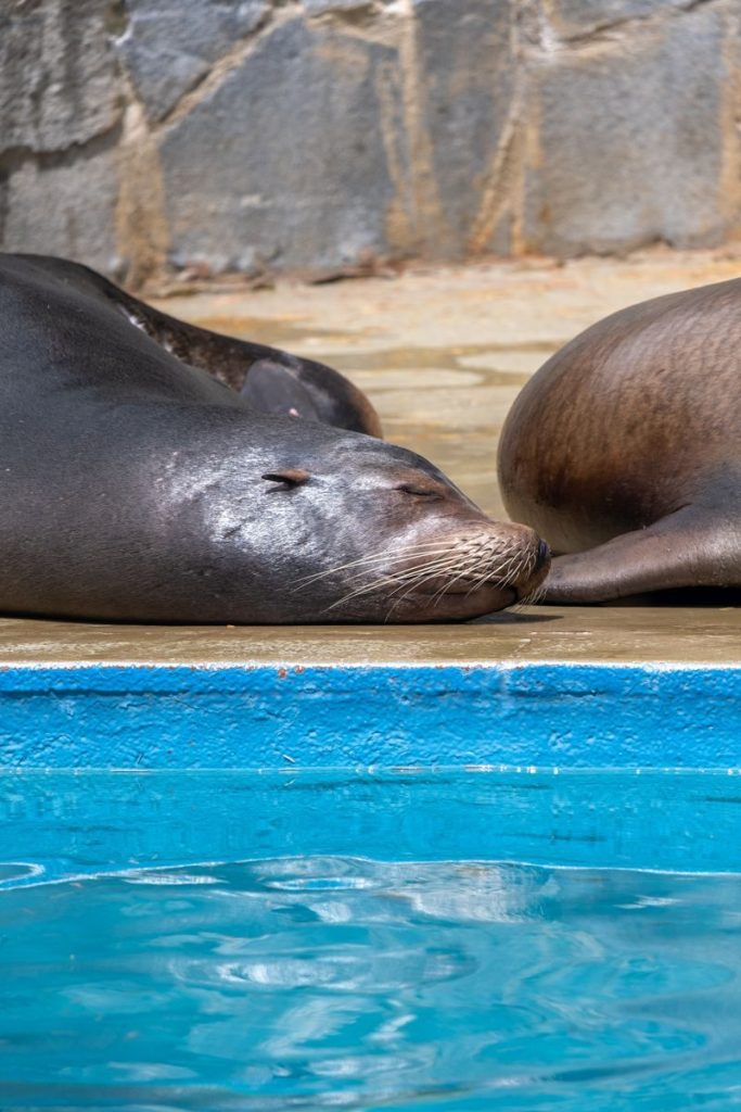 A peaceful sea lion resting by a pool, capturing the serene beauty of marine life.