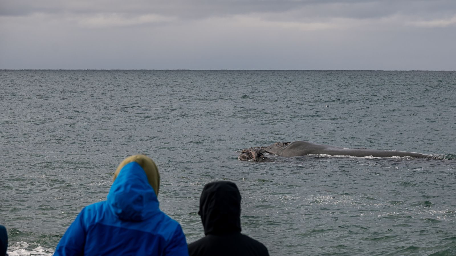 Three people enjoy watching a whale from the shore under an overcast sky.