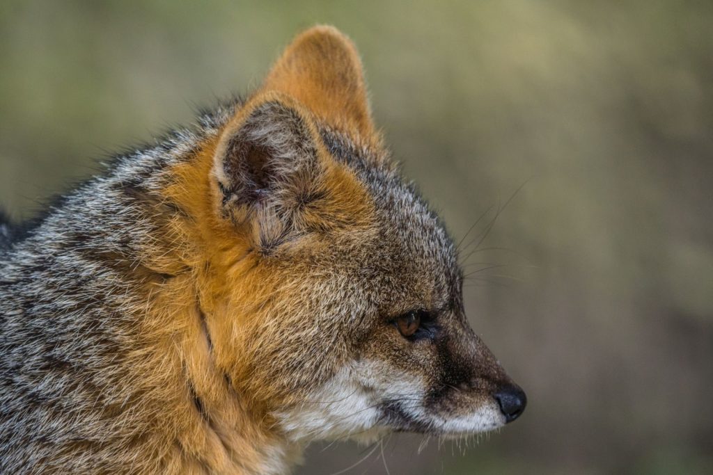 Side profile of an island fox in its natural habitat, Sopo, Colombia.
