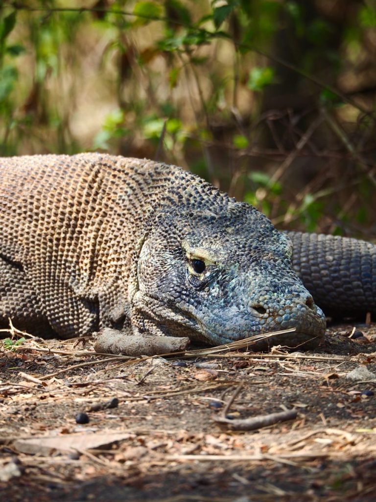 Komodo dragon resting in its natural habitat, showcasing detailed scales and intense gaze.