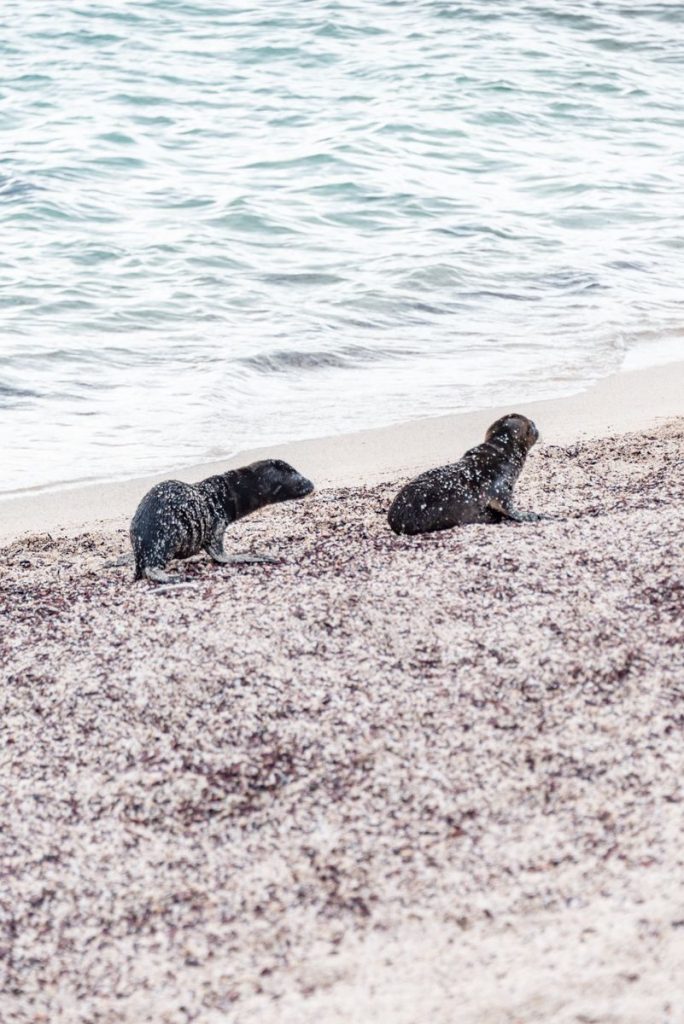 Two California sea lions resting on a sandy beach near the ocean waters.