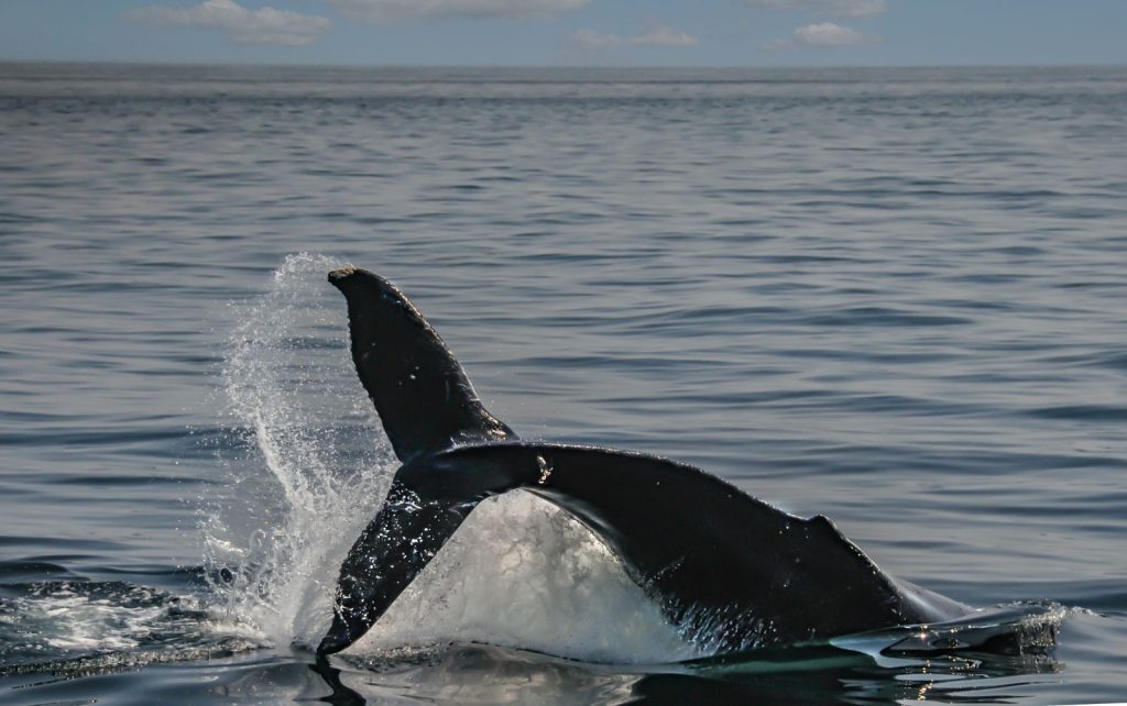 A stunning capture of a whale's tail breaking the ocean surface, showcasing marine life beauty.