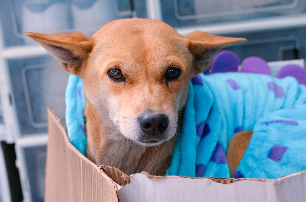 A brown dog with a blue blanket in a cardboard box