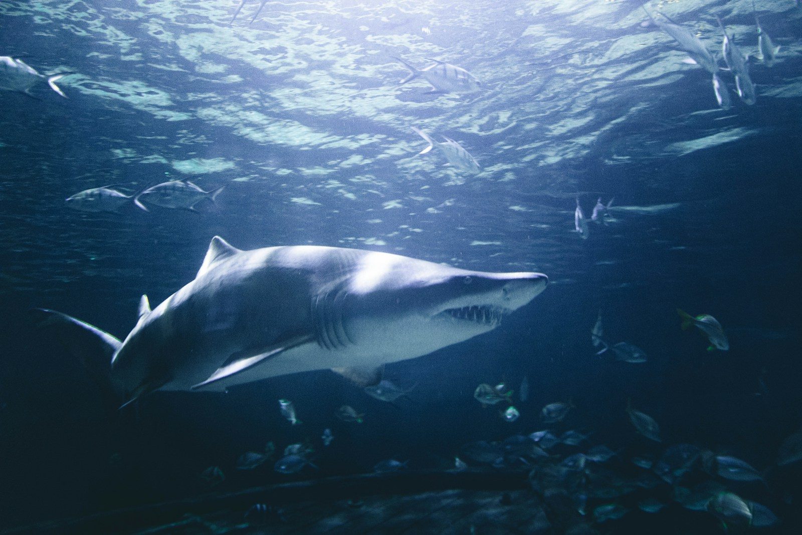 Researchers record an uncommon great white sighting near Rhode Island