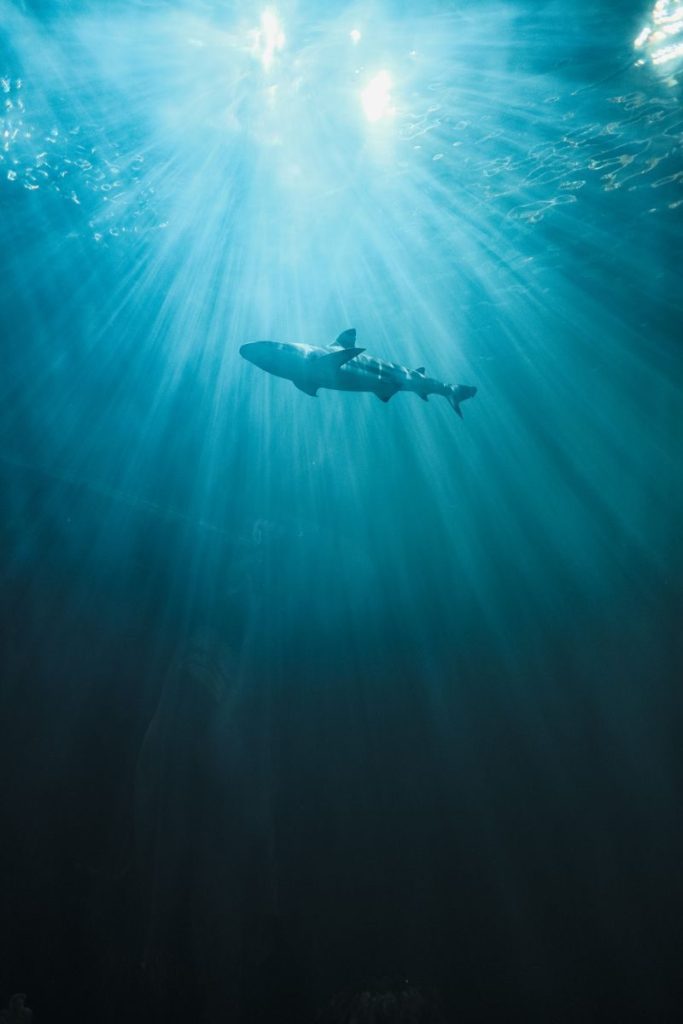 A shark gracefully swims underwater, illuminated by rays of sunlight piercing the ocean surface.