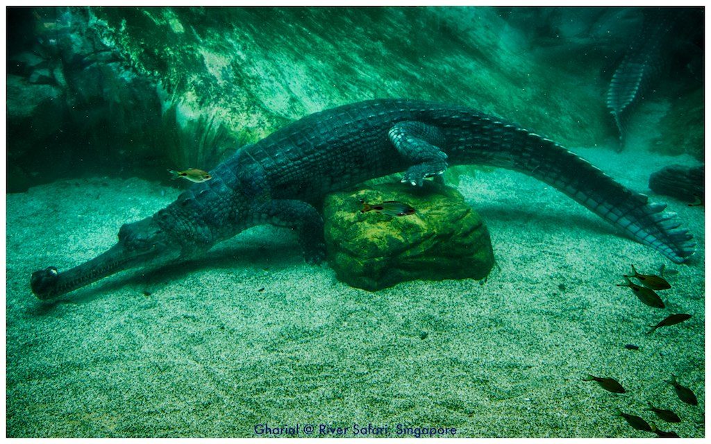 A giant crocodile’s arrival reshaped this river ecosystem