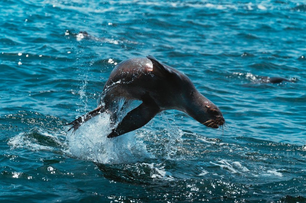 A sea lion gracefully jumps out of the ocean on a sunny day, showcasing wildlife energy.