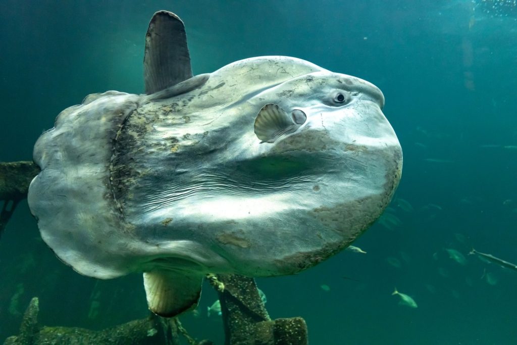 A mesmerizing view of an ocean sunfish swimming gracefully in Hirtshals, Denmark.