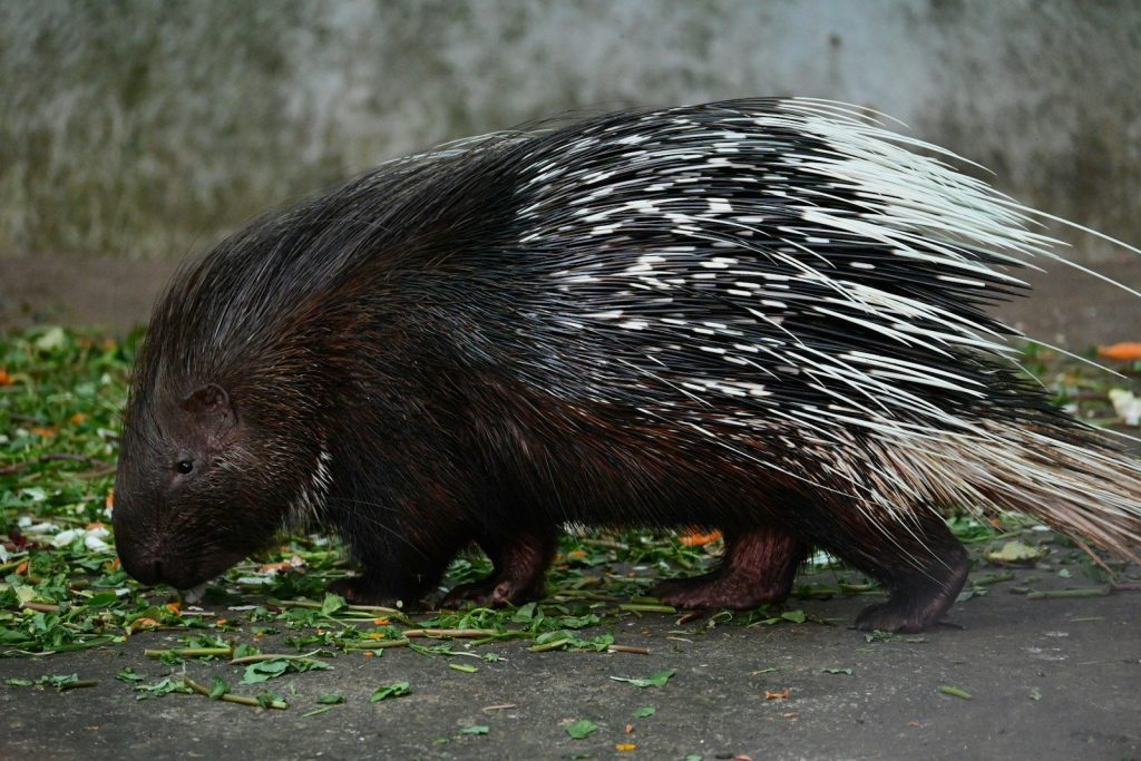 A porcupine is walking on the ground