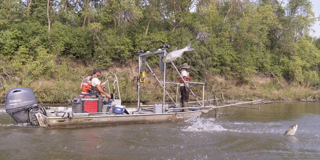 Illinois River sees 50 million pounds of invasive fish cleared from its waters