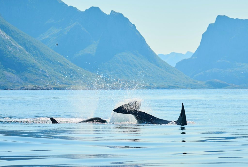 A group of orca's swimming in a lake with mountains in the background