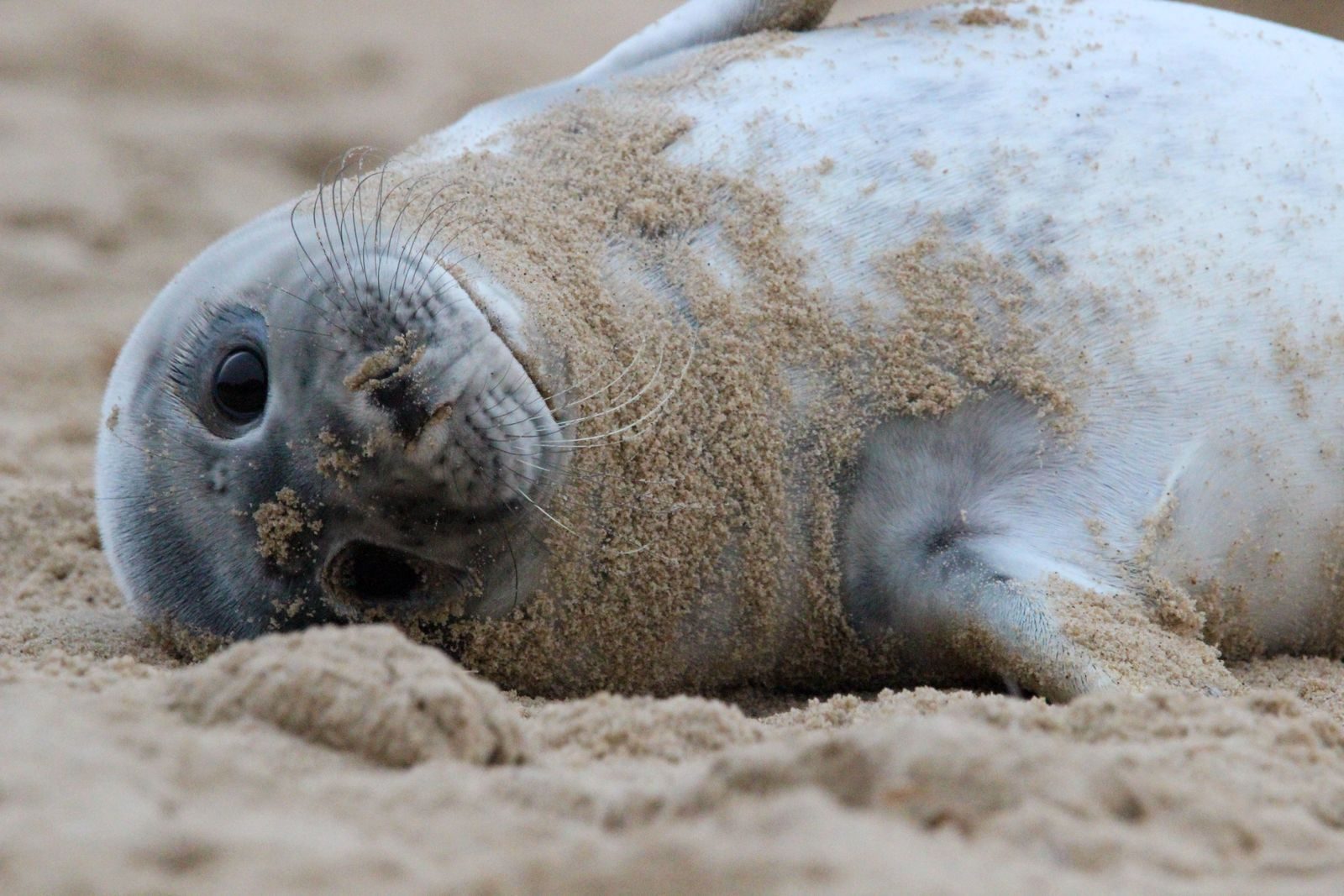 Cute seal pup covered in sand resting on a beach in England.