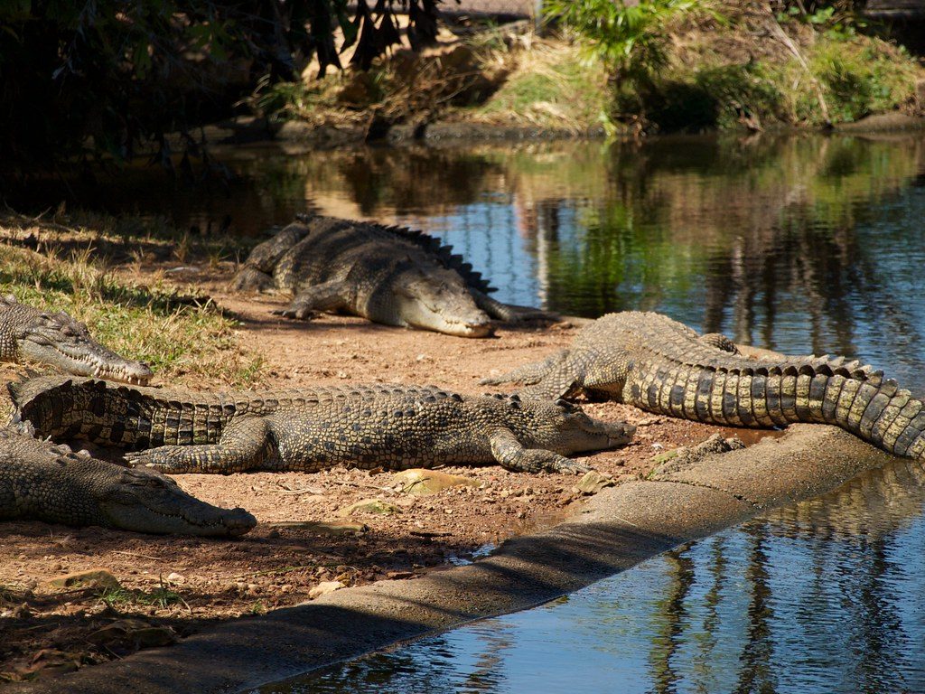 Why saltwater crocodiles are so dangerous