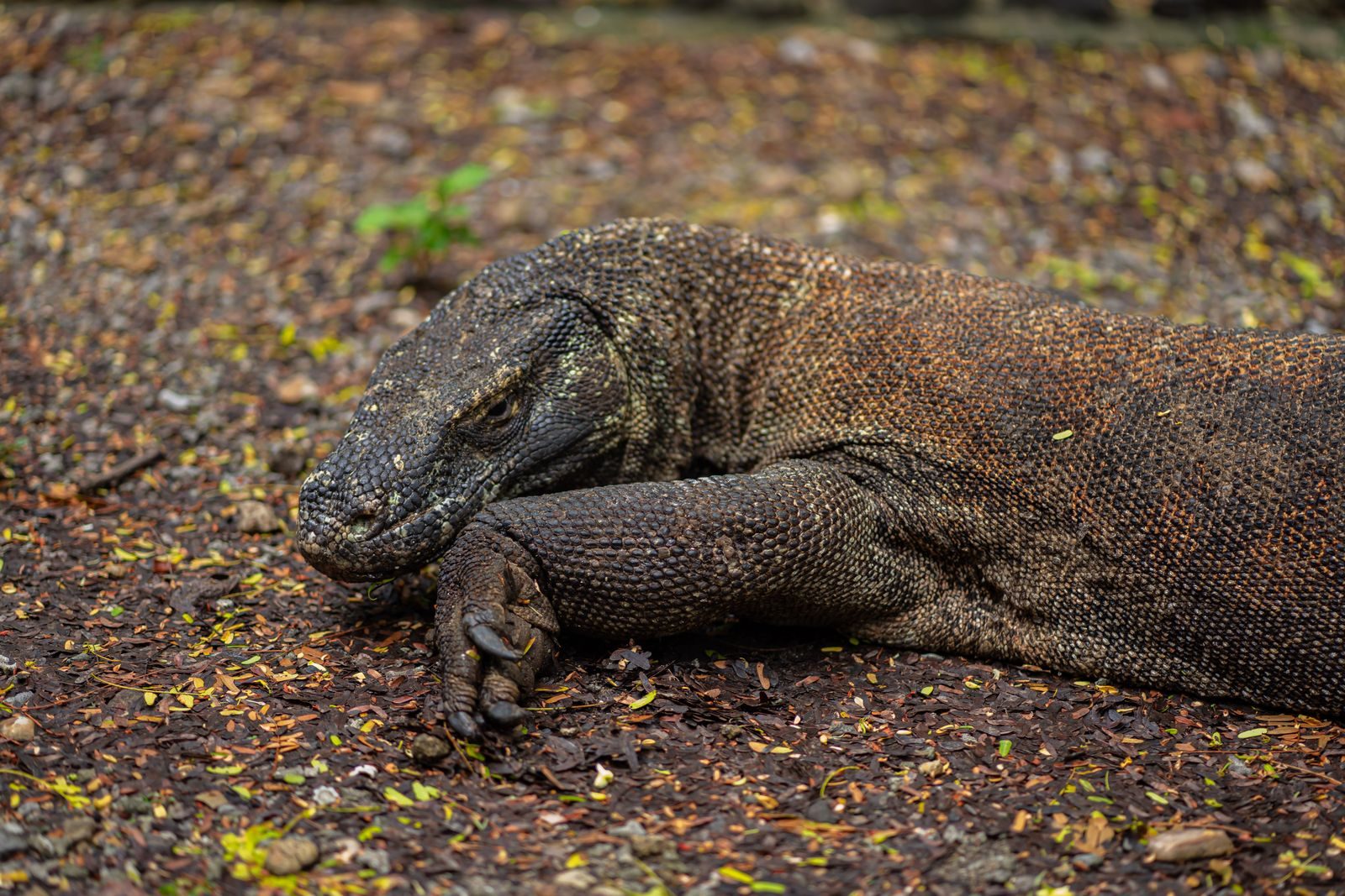 1 Komodo dragon attacked him, then 7 more appeared