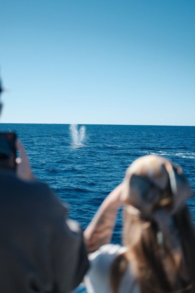 Tourists joyfully observe whale watching at sea, capturing the moment.