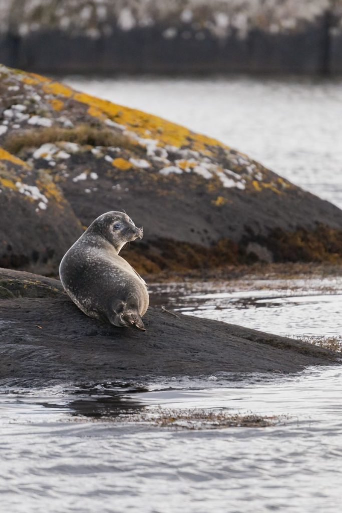 A seal lounges on mossy rocks by the sea in Ireland, showcasing natural wildlife.